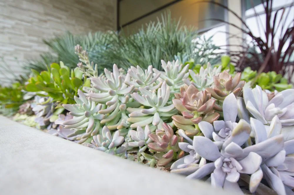 Affordable landscape installation in San Rafael, CA by G Landscape Division