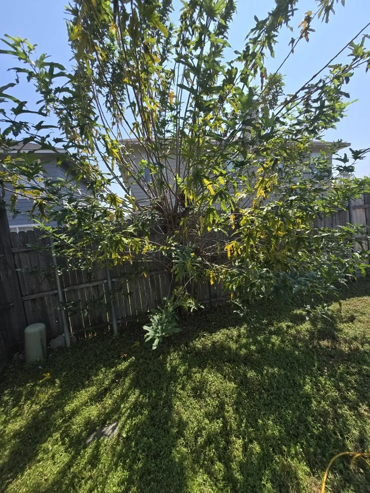 Custom yard cleanup service in Fort Worth, TX - G Landscaping Services