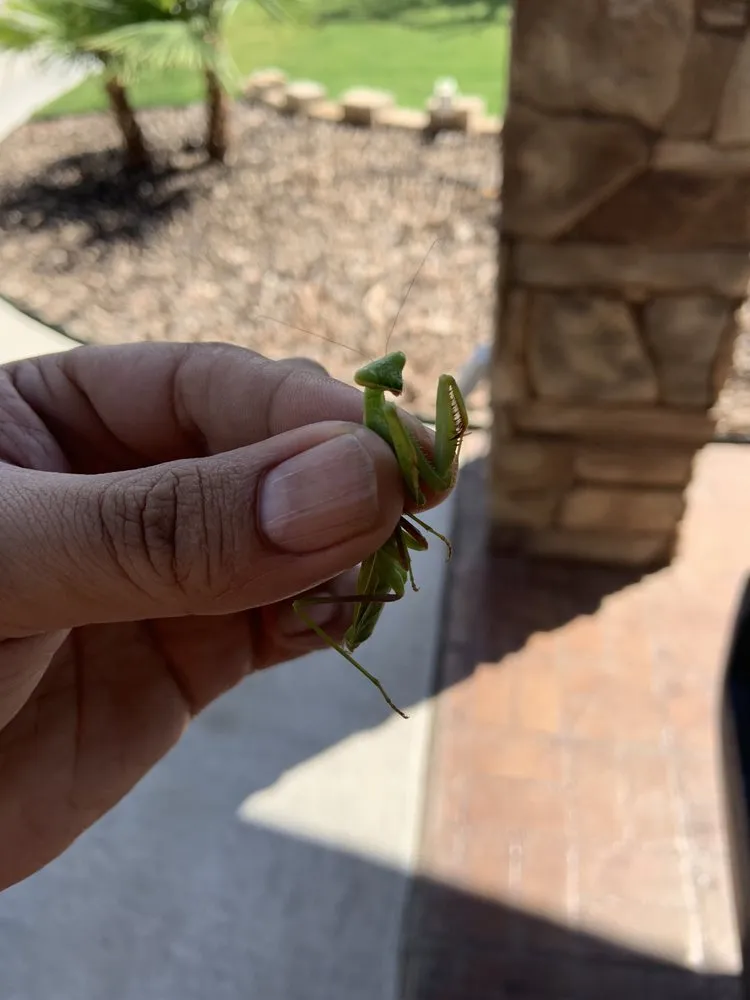 Trusted yard maintenance in Chaparral, NM by G-Man Pest Control
