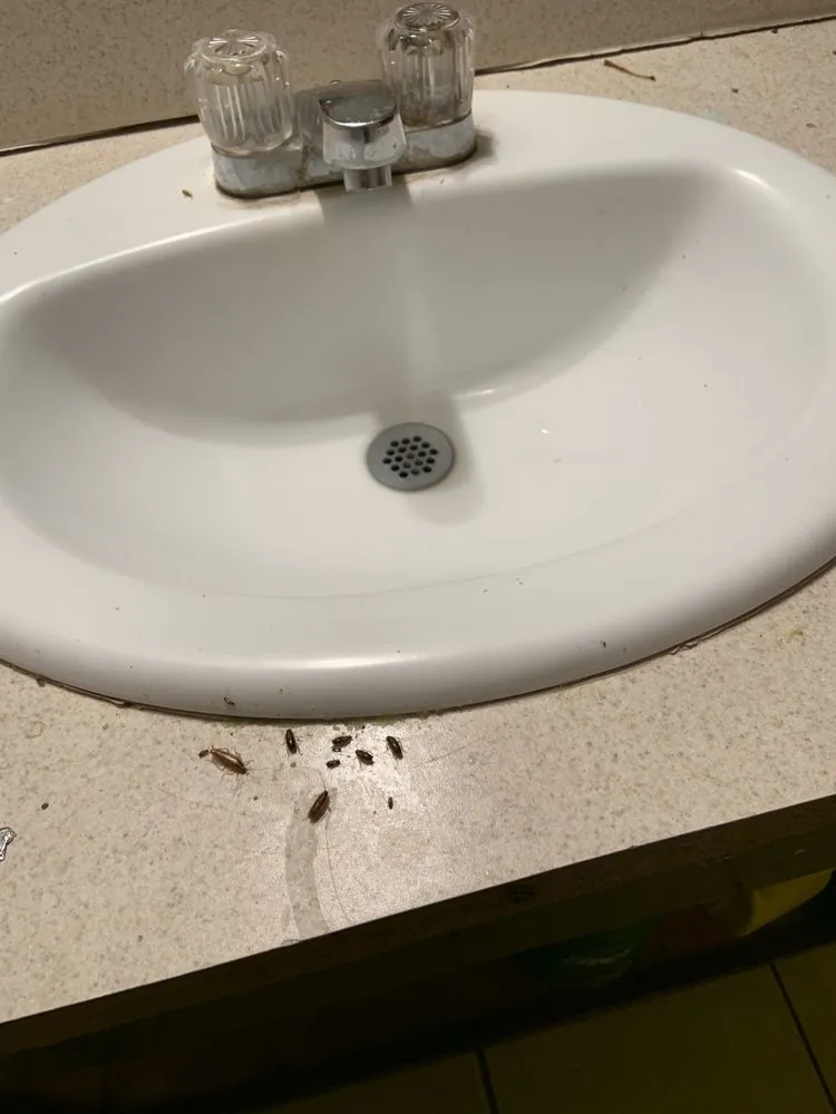 Affordable yard cleanup service experts serving Chaparral, NM - G-Man Pest Control