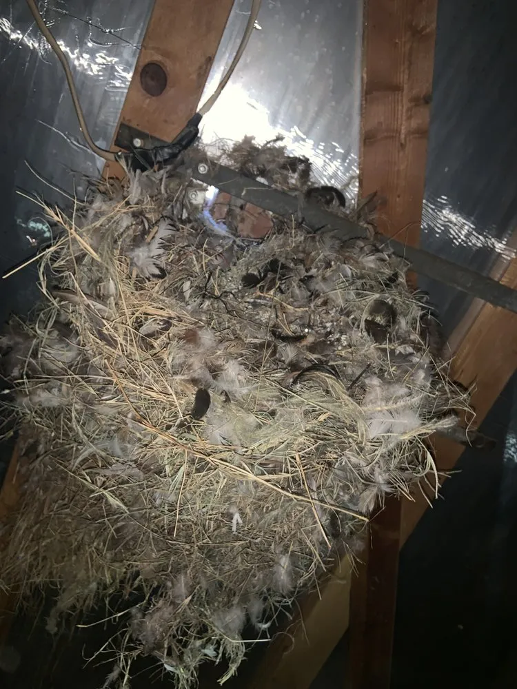 Top-rated lawn care service for outdoor upgrades in Chaparral, NM by G-Man Pest Control