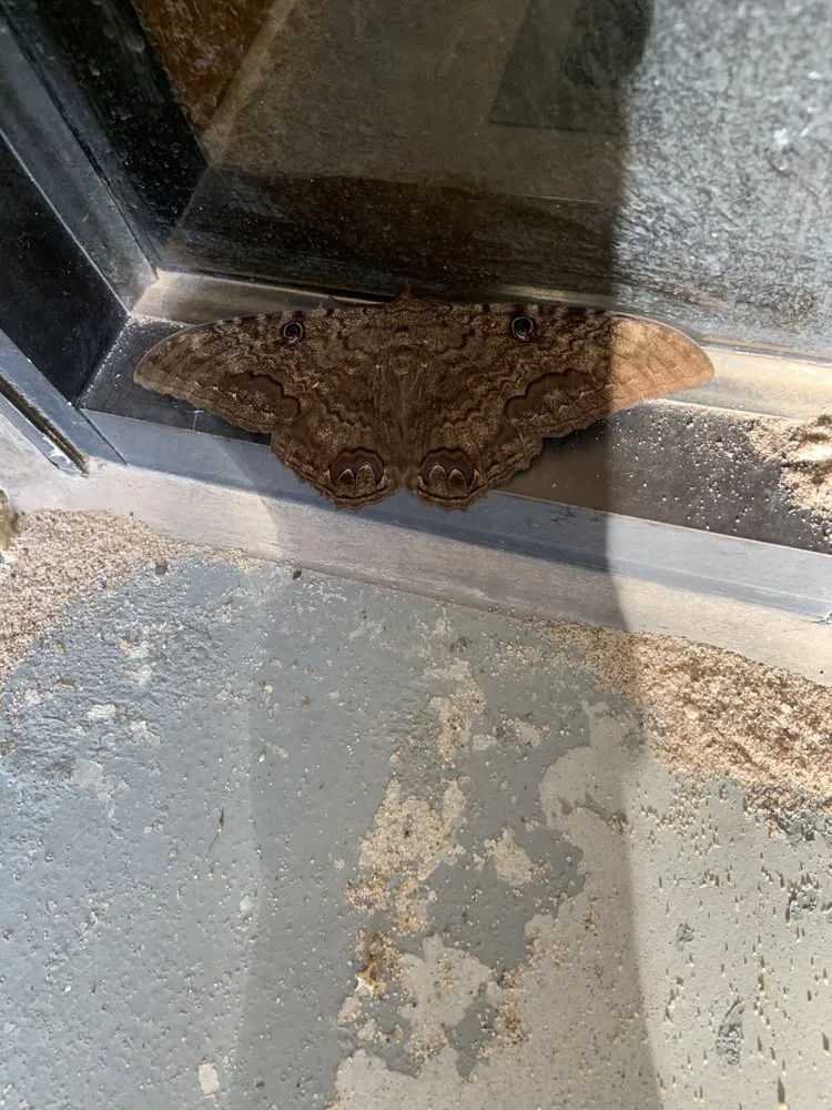 Reliable outdoor landscaping experts serving Chaparral, NM - G-Man Pest Control