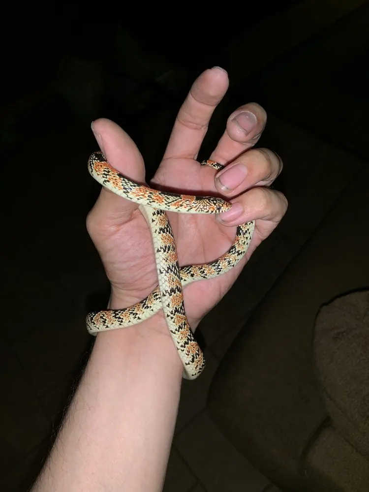 Professional lawn care service in Chaparral, NM - G-Man Pest Control