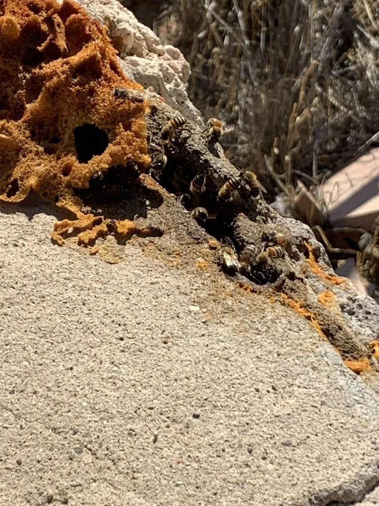 Local yard cleanup service experts serving Chaparral, NM - G-Man Pest Control