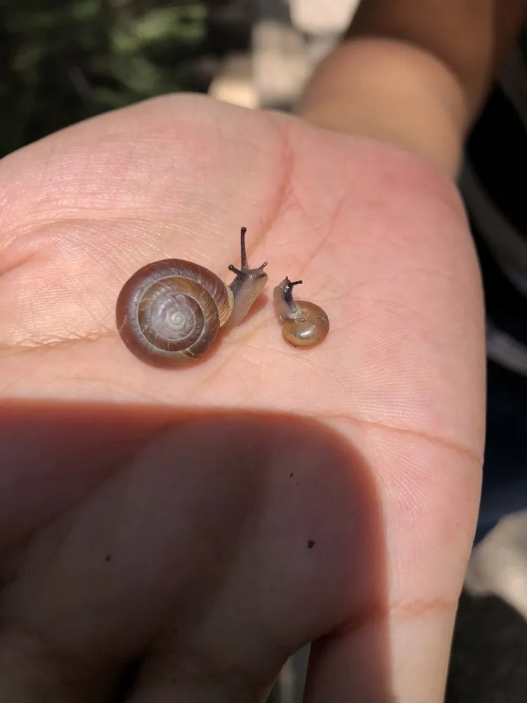 Local landscape design with custom design across Chaparral, NM - G-Man Pest Control