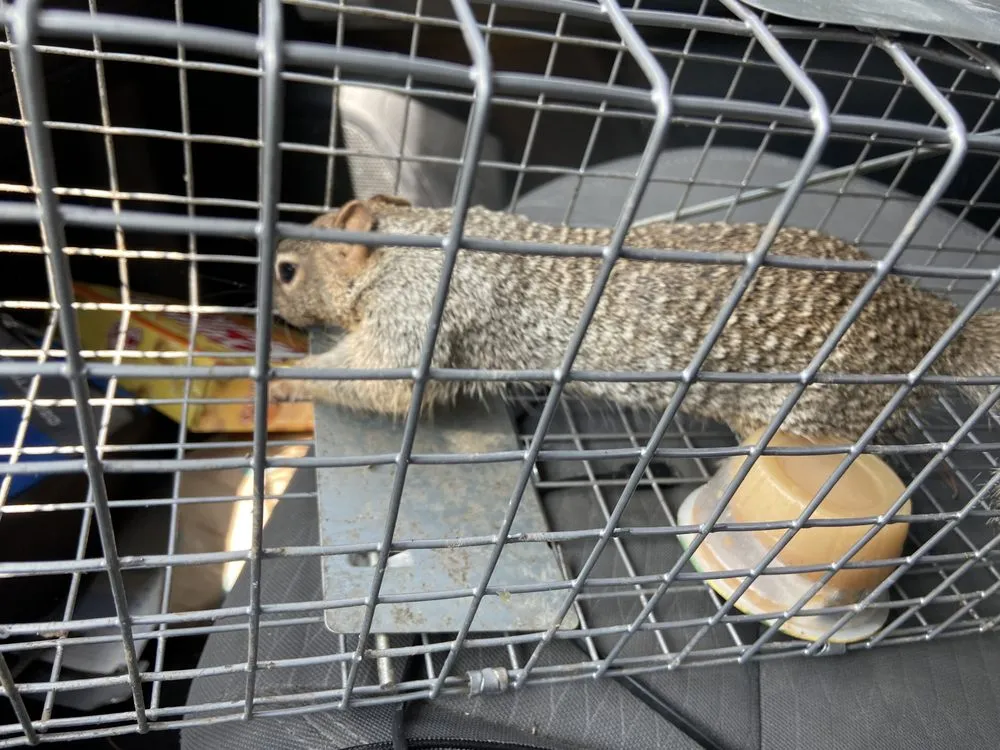 Trusted landscape installation in Chaparral, NM by G-Man Pest Control