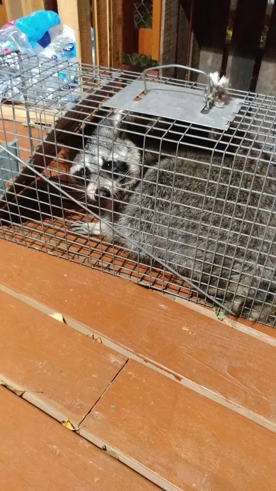 Trusted yard maintenance for residential properties across Chaparral, NM - G-Man Pest Control