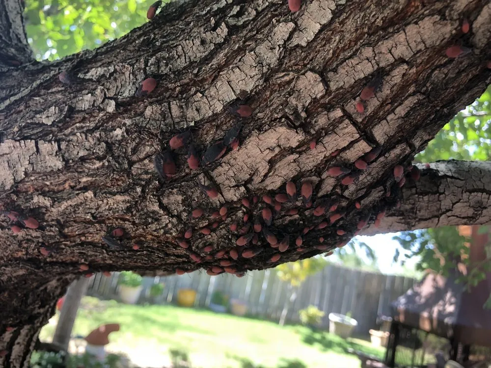 Affordable landscape installation in Chaparral, NM - G-Man Pest Control