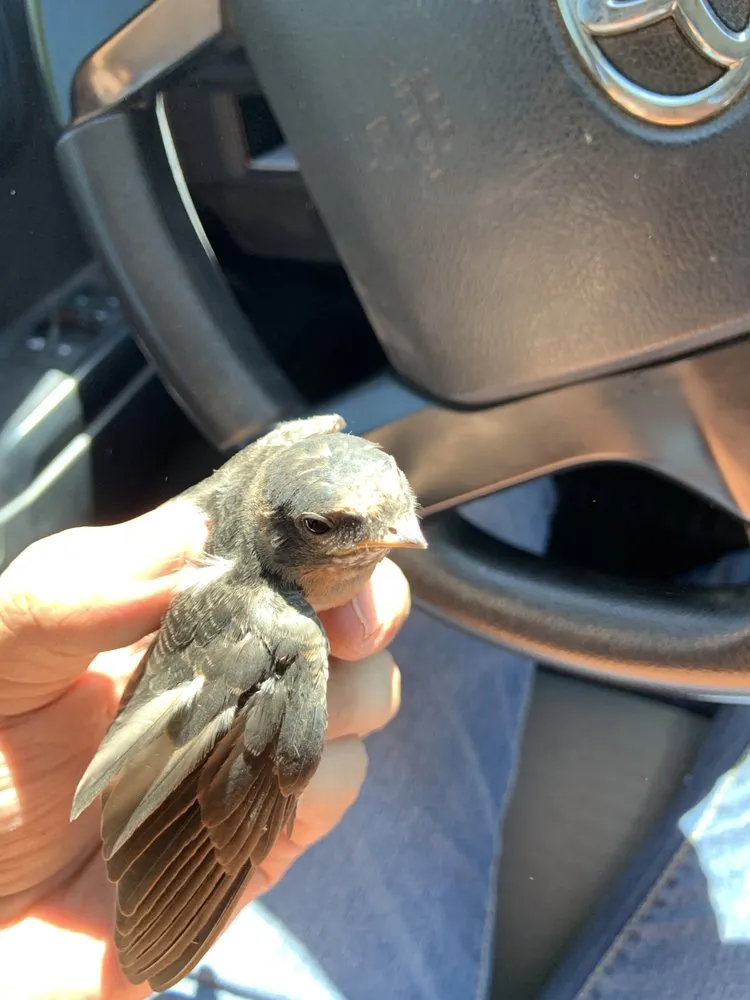 Affordable lawn mowing service near you in Chaparral, NM by G-Man Pest Control