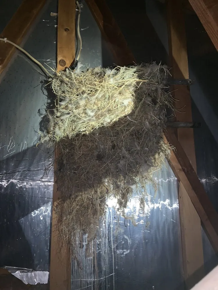 Reliable garden landscaping in Chaparral, NM by G-Man Pest Control