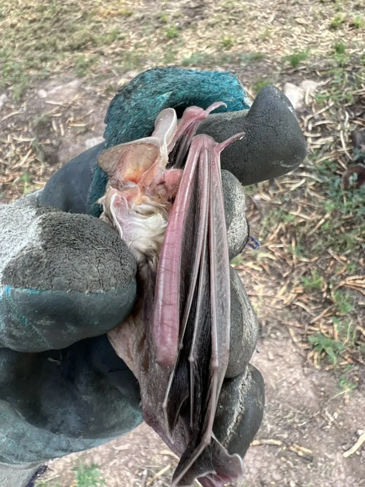 Reliable lawn care service for beautiful yards across Chaparral, NM - G-Man Pest Control