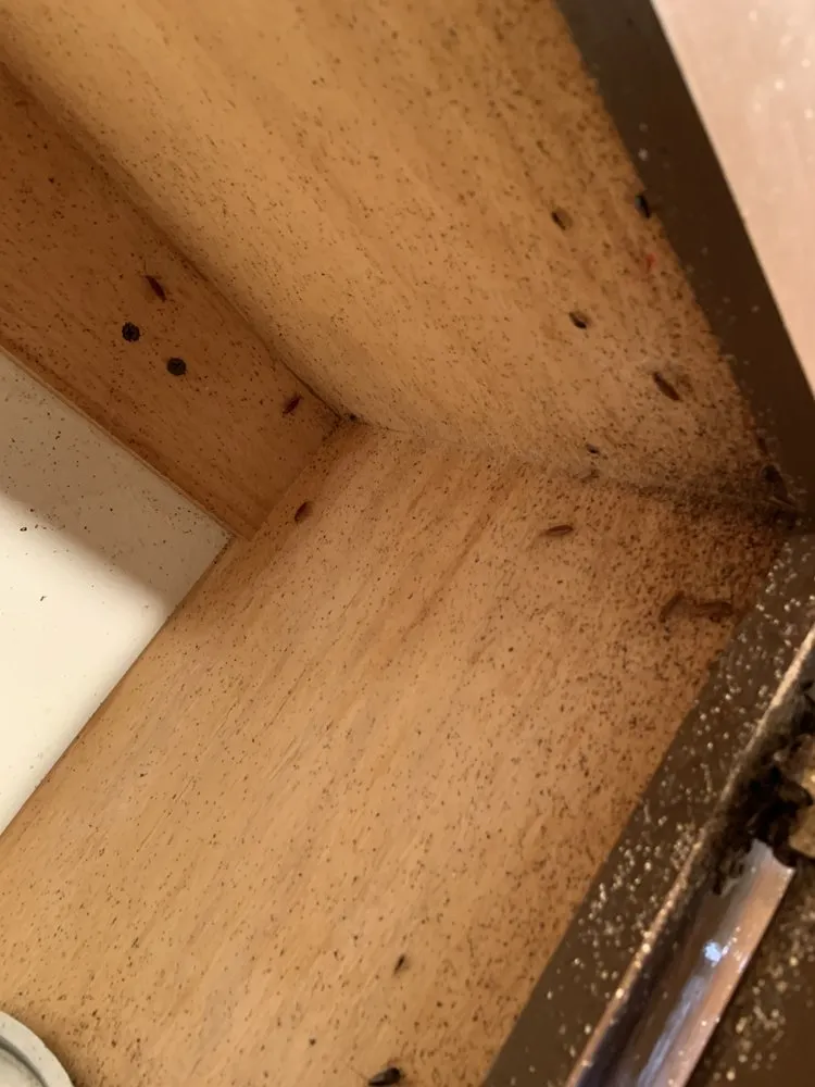 Top-rated landscape design in Chaparral, NM - G-Man Pest Control