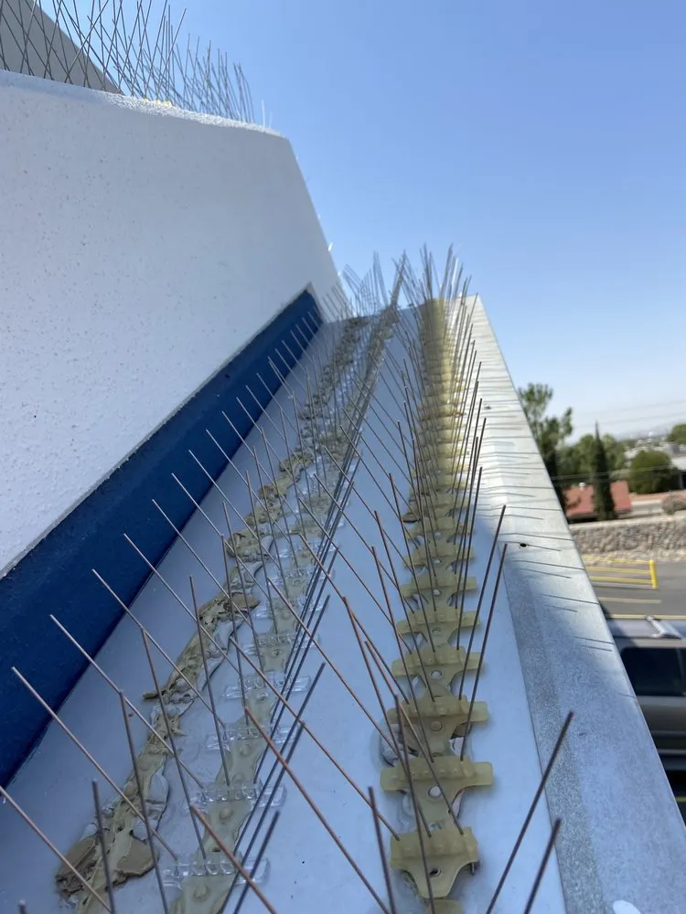 Expert yard cleanup service for beautiful yards in Chaparral, NM by G-Man Pest Control