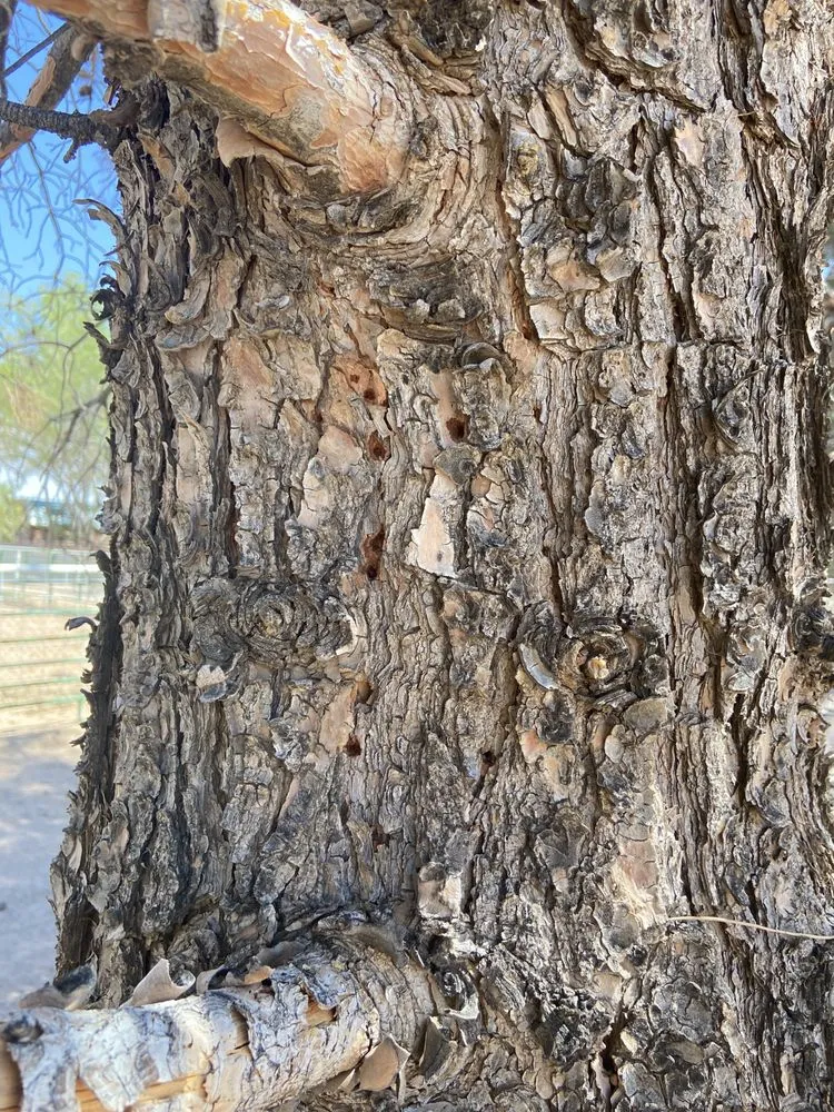 Top-rated yard cleanup service in Chaparral, NM - G-Man Pest Control