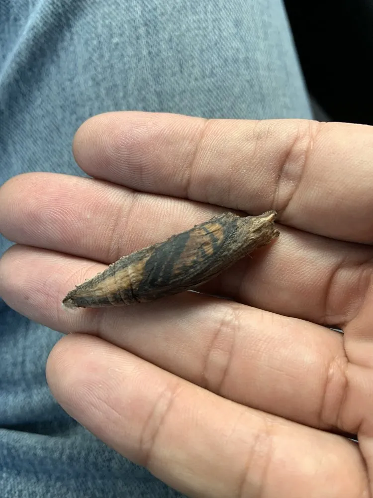 Top-rated yard cleanup service for year-round maintenance in Chaparral, NM by G-Man Pest Control