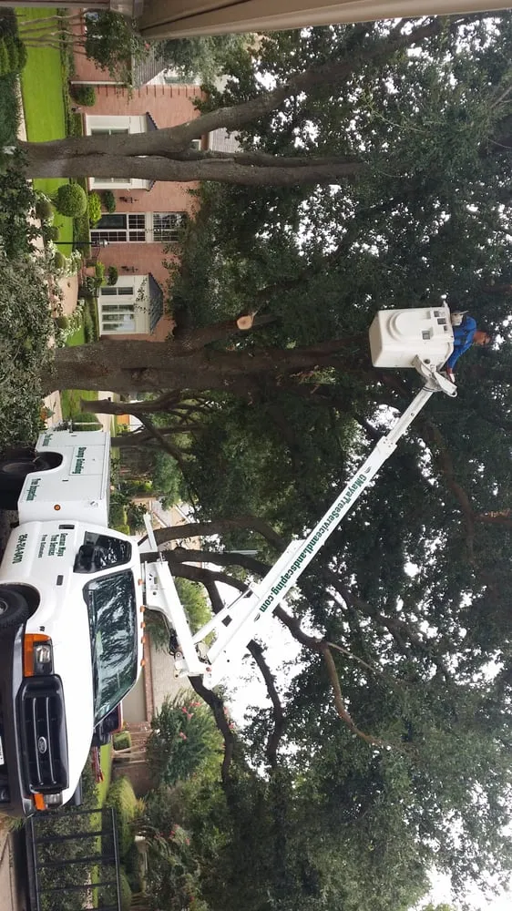 Trusted yard maintenance in Riesel, TX by G Maya Tree Service & Landscaping