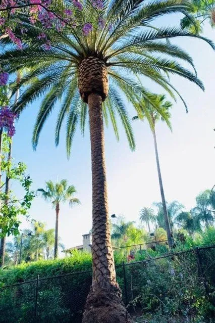 Local lawn care service for homes across Riesel, TX - G Maya Tree Service & Landscaping