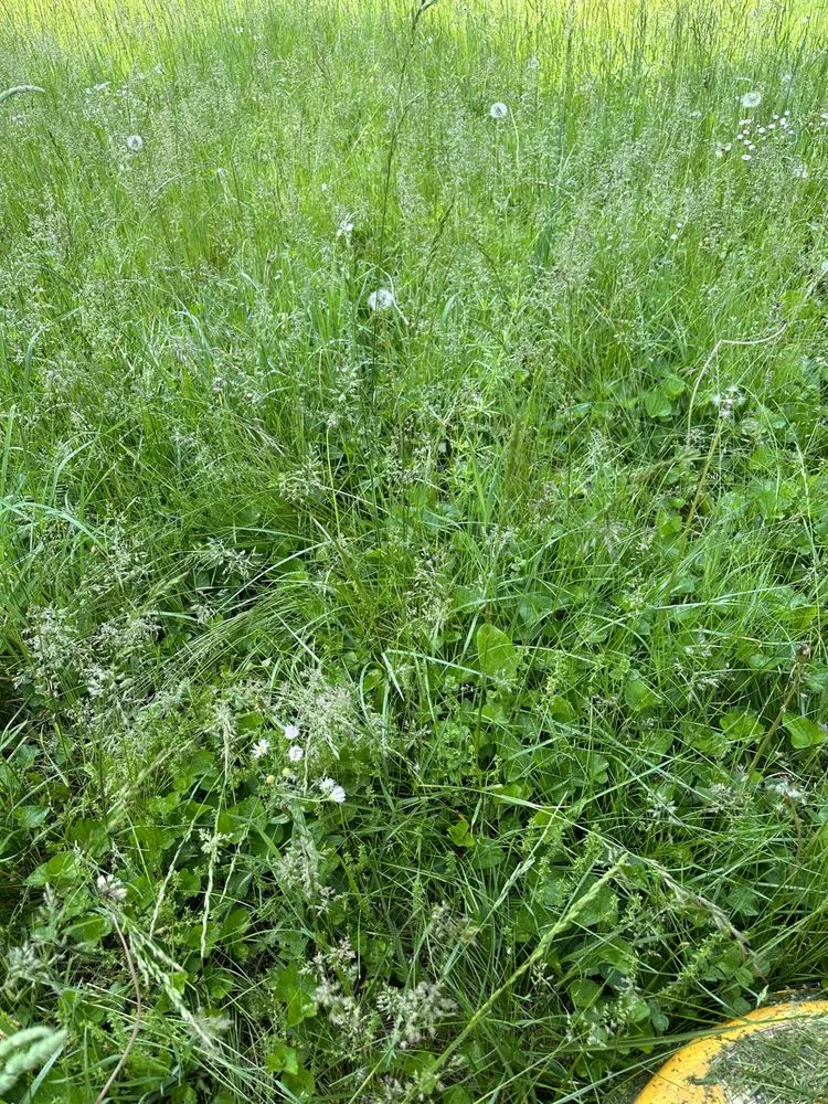 Expert yard maintenance for year-round maintenance in Dublin, VA by G-N-G Lawn Care