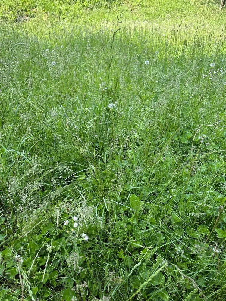 Local yard maintenance in Dublin, VA by G-N-G Lawn Care