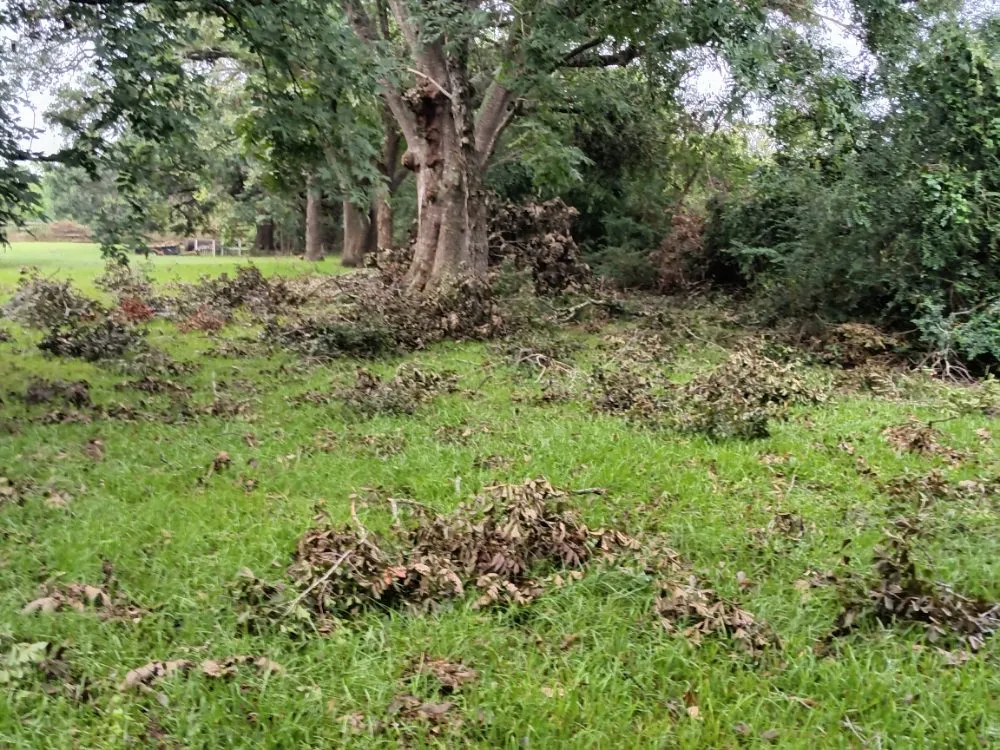 Expert yard cleanup service for outdoor upgrades in Fresno, TX by G S Landscaping