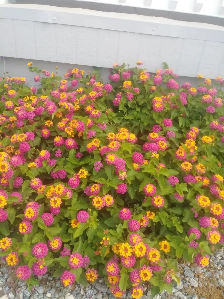 Reliable landscape design for outdoor upgrades across Littlerock, CA - G Salinas Landscaping and Tree Services