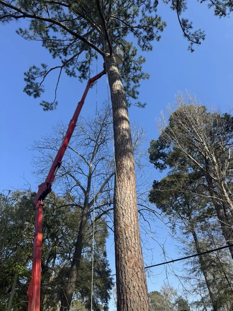Trusted yard maintenance for homes in Savannah, GA by G Tree Service N Landscaping