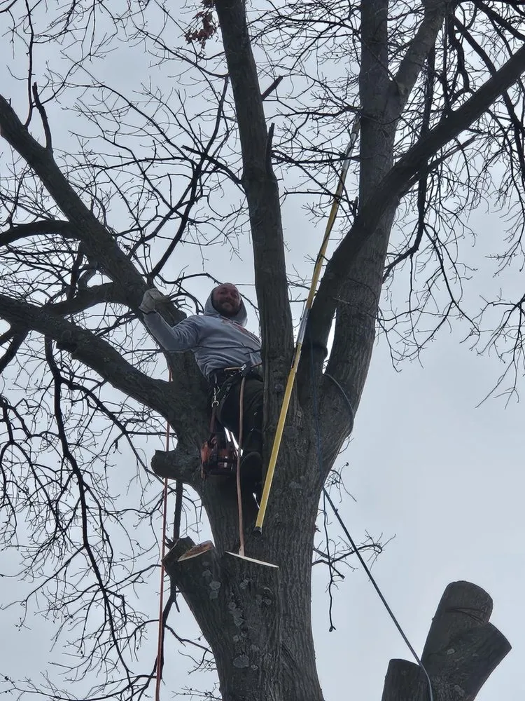 Professional residential landscaping in Leavenworth, KS - G Tree Trim And Removal
