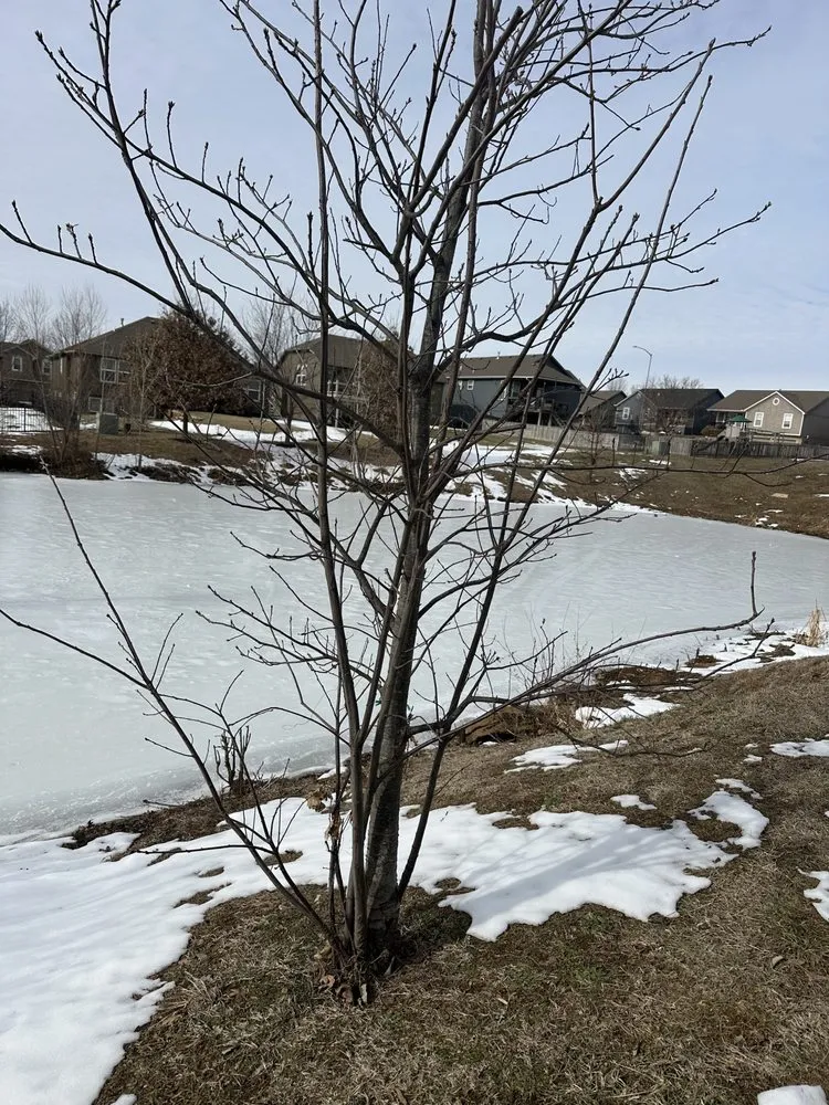 Professional garden landscaping near you in Leavenworth, KS by G Tree Trim And Removal