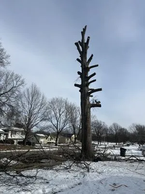 G Tree Trim And Removal Logo