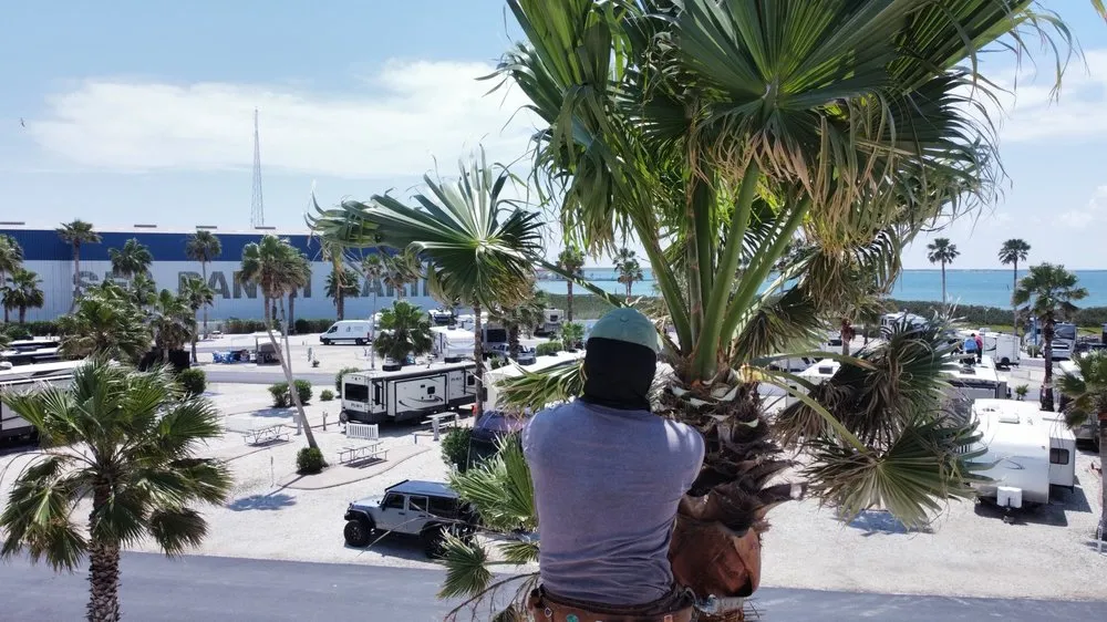 Top-rated yard maintenance in Harlingen, TX by G-Uprooted