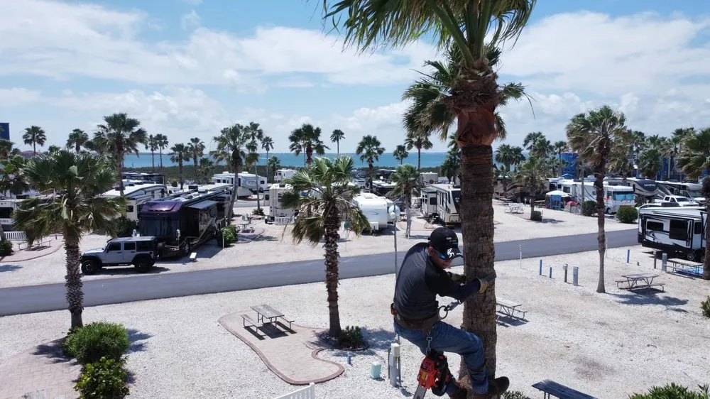 Affordable lawn mowing service in Harlingen, TX - G-Uprooted