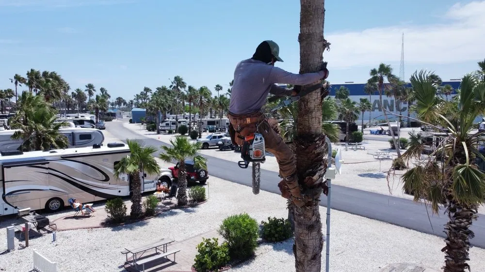 Trusted residential landscaping for year-round maintenance across Harlingen, TX - G-Uprooted