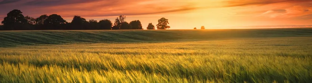 Top-rated yard maintenance experts serving Dahlonega, GA - GA Brush Busters