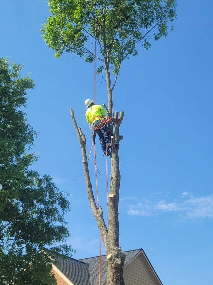 Local lawn mowing service experts serving Lawrenceville, GA - G&A South Trees and Lawn Service