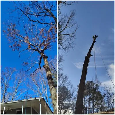 G&A South Trees and Lawn Service Logo