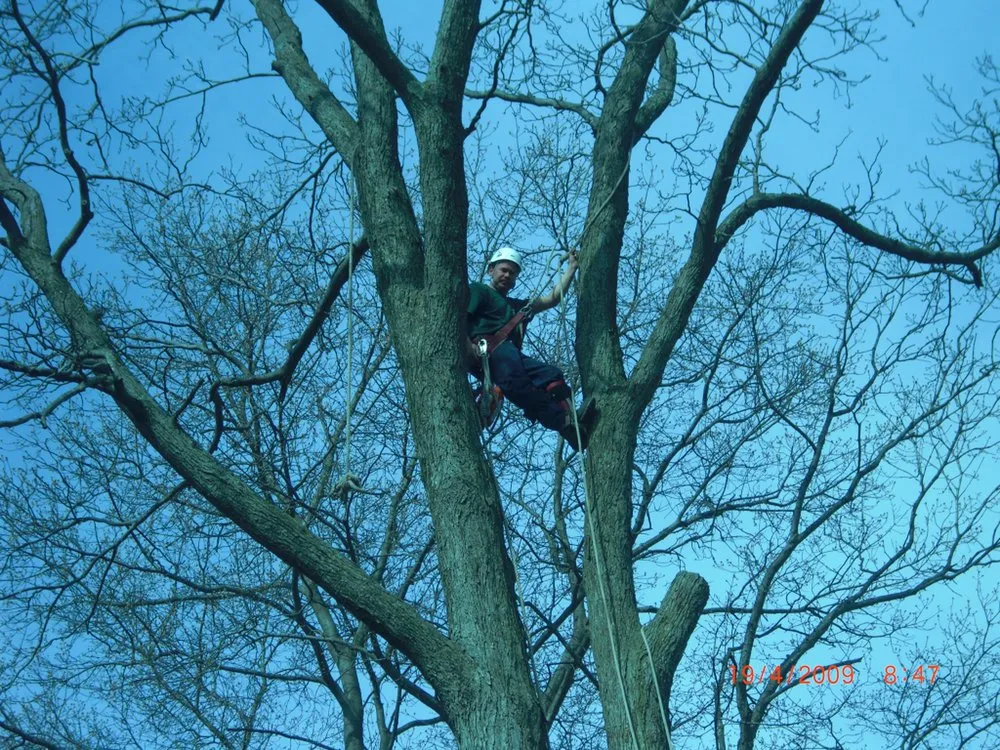 Top-rated yard cleanup service in Norwalk, CT by GA Tree Service