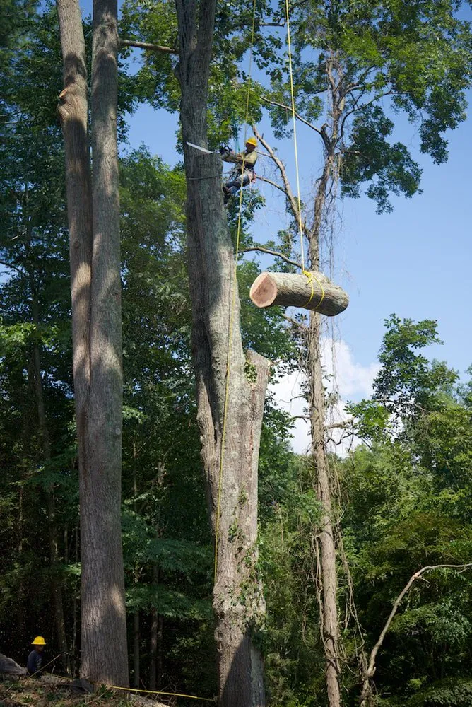 Professional yard maintenance for residential properties in Norwalk, CT by GA Tree Service