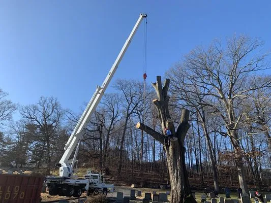 GA Tree Service Logo