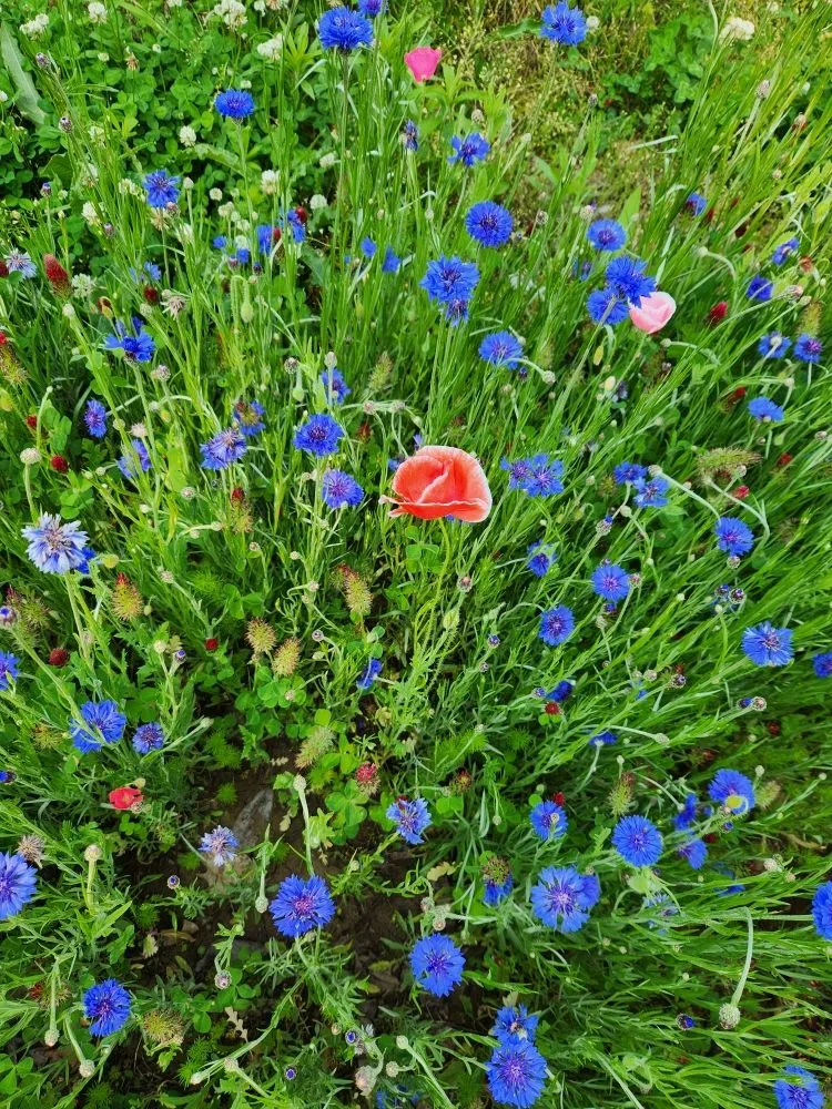 Affordable landscaping services for residential properties across Rushville, IL - Gabella Farm