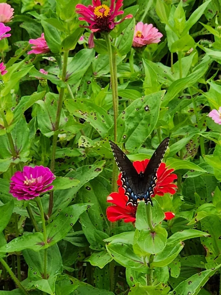 Affordable landscaping services in Rushville, IL - Gabella Farm