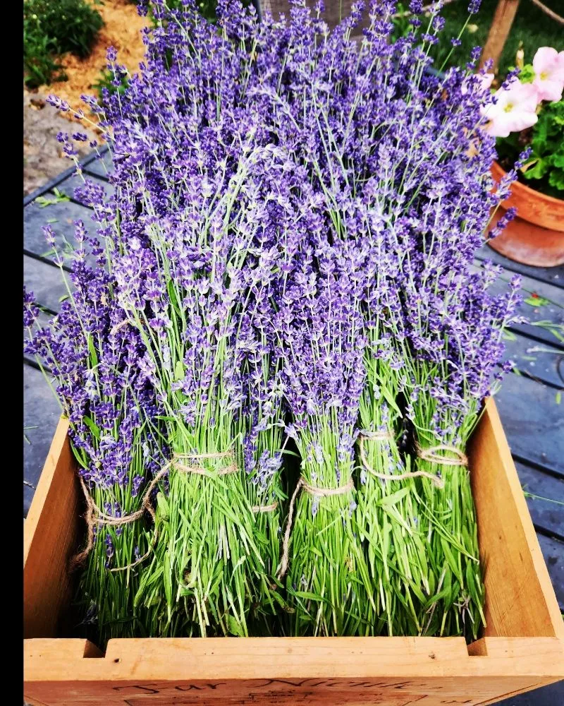 Reliable landscape design experts serving Rushville, IL - Gabella Farm