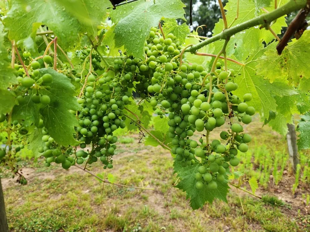 Affordable garden landscaping for homes in Rushville, IL by Gabella Farm