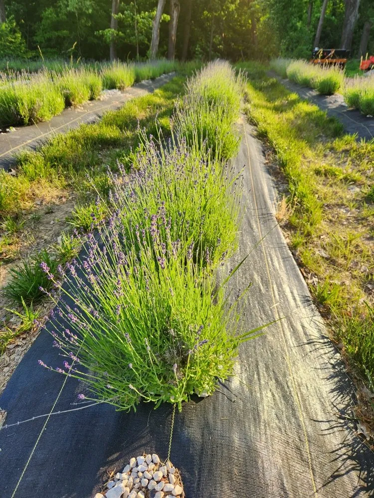 Trusted landscape design in Rushville, IL by Gabella Farm