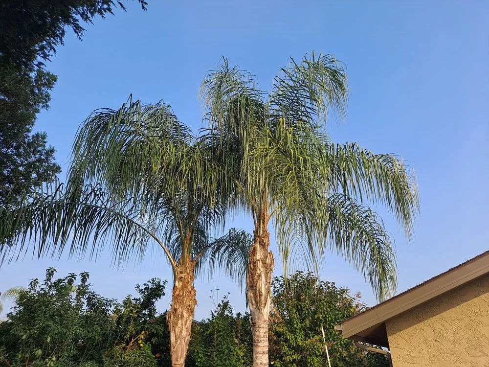 Reliable residential landscaping in Fresno, CA by Gabes Trees And Lawn Care Service