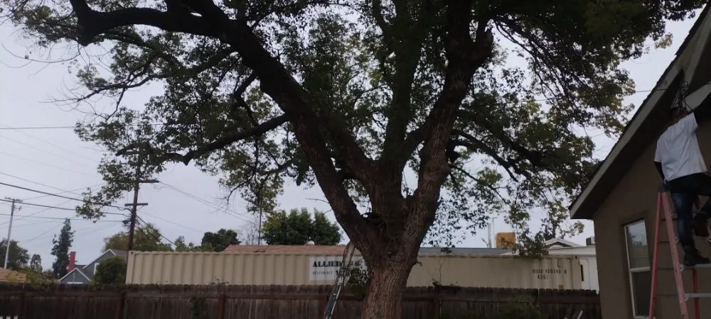 Professional outdoor landscaping with custom design across Fresno, CA - Gabes Trees And Lawn Care Service