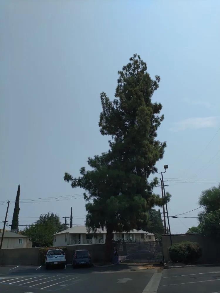 Custom lawn care service in Fresno, CA by Gabes Trees And Lawn Care Service