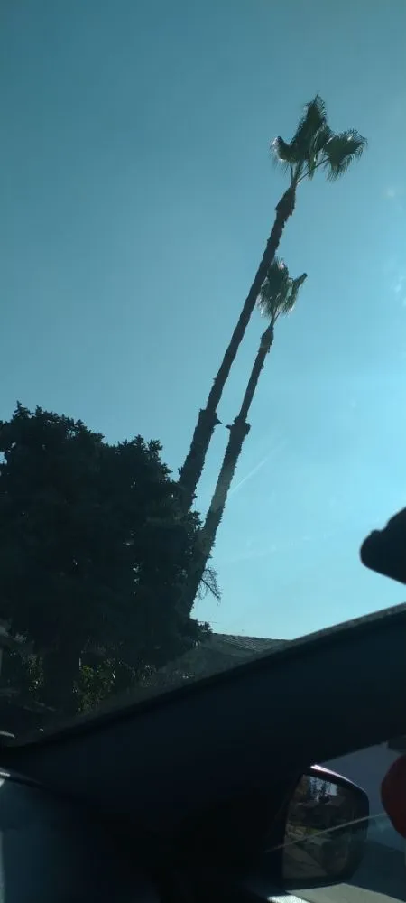 Expert lawn mowing service in Fresno, CA by Gabes Trees And Lawn Care Service