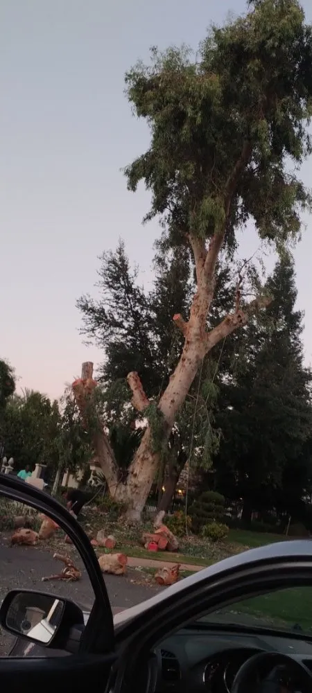 Affordable yard cleanup service in Fresno, CA by Gabes Trees And Lawn Care Service