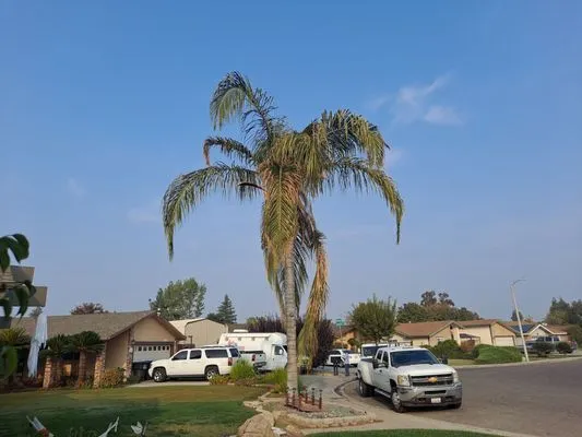 Gabes Trees And Lawn Care Service Logo