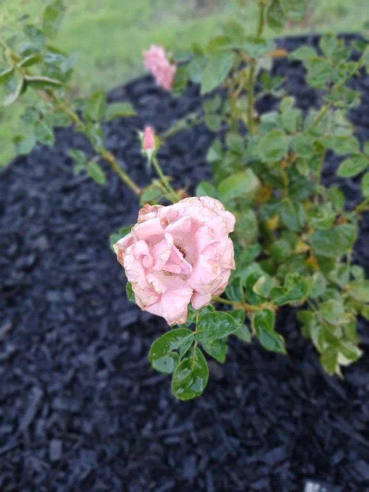 Professional landscaping services for outdoor upgrades in Bastrop, TX by Gabriel Landscape